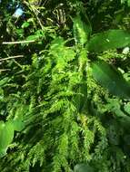 Image of Asparagus scandens Thunb.