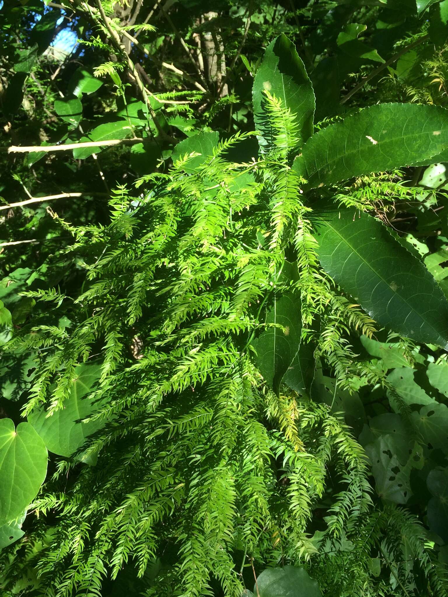 Image of Asparagus scandens Thunb.