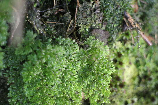 Image of Hymenophyllum inaequale (Poir.) Desv.