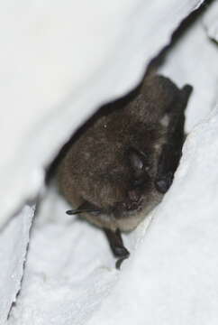 Image of whiskered bat, european whiskered bat