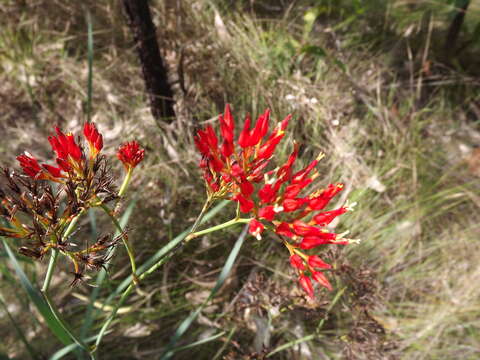 Image of Haemodorum coccineum R. Br.