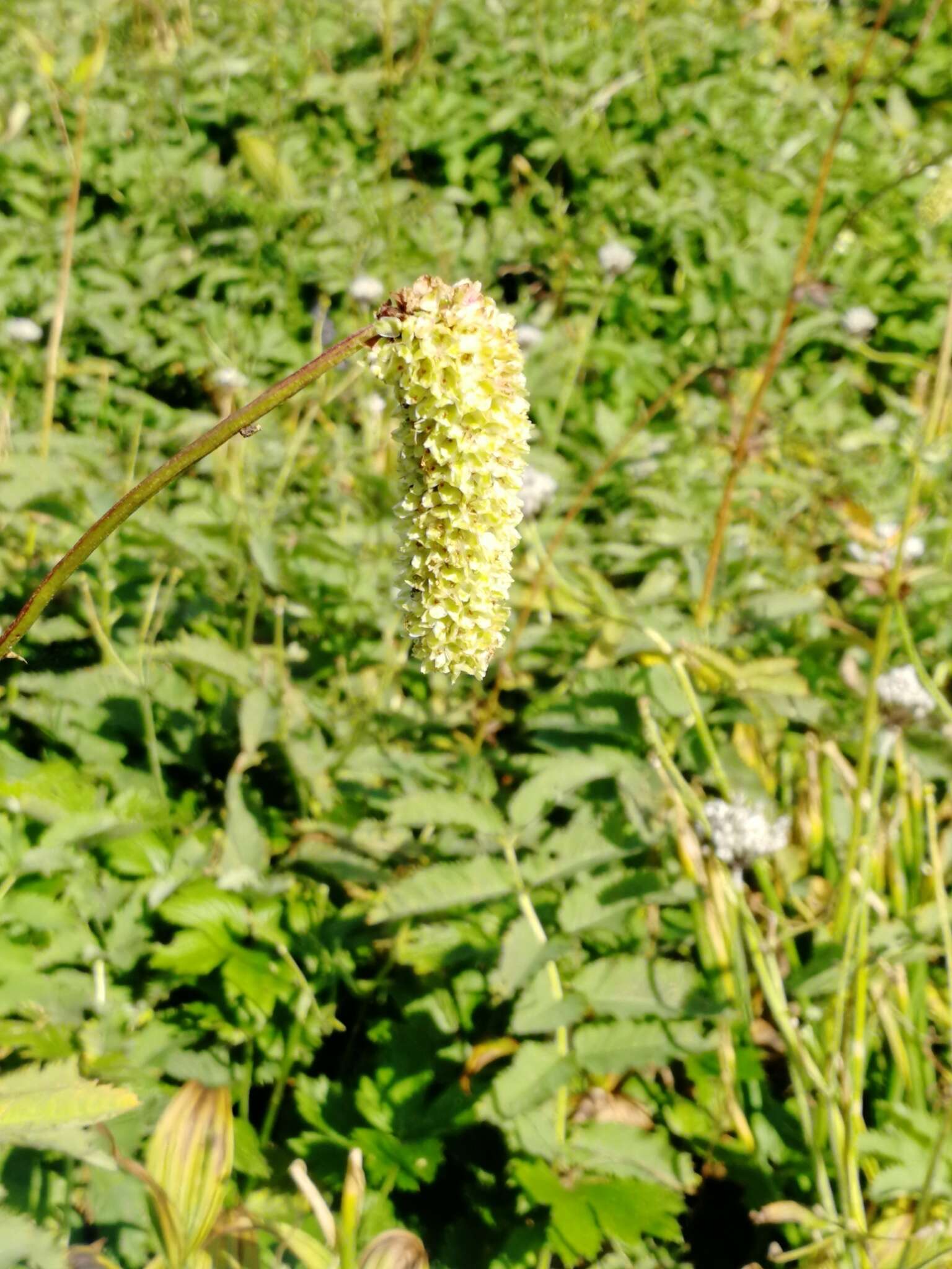 Imagem de Sanguisorba alpina Bunge