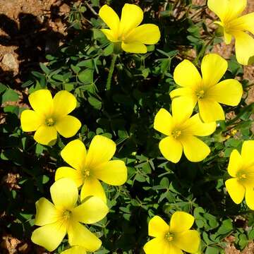 Image of Oxalis copiosa F. Bolus