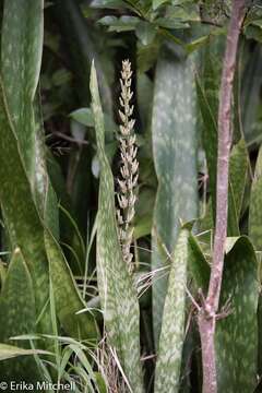 Imagem de Sansevieria hyacinthoides (L.) Druce