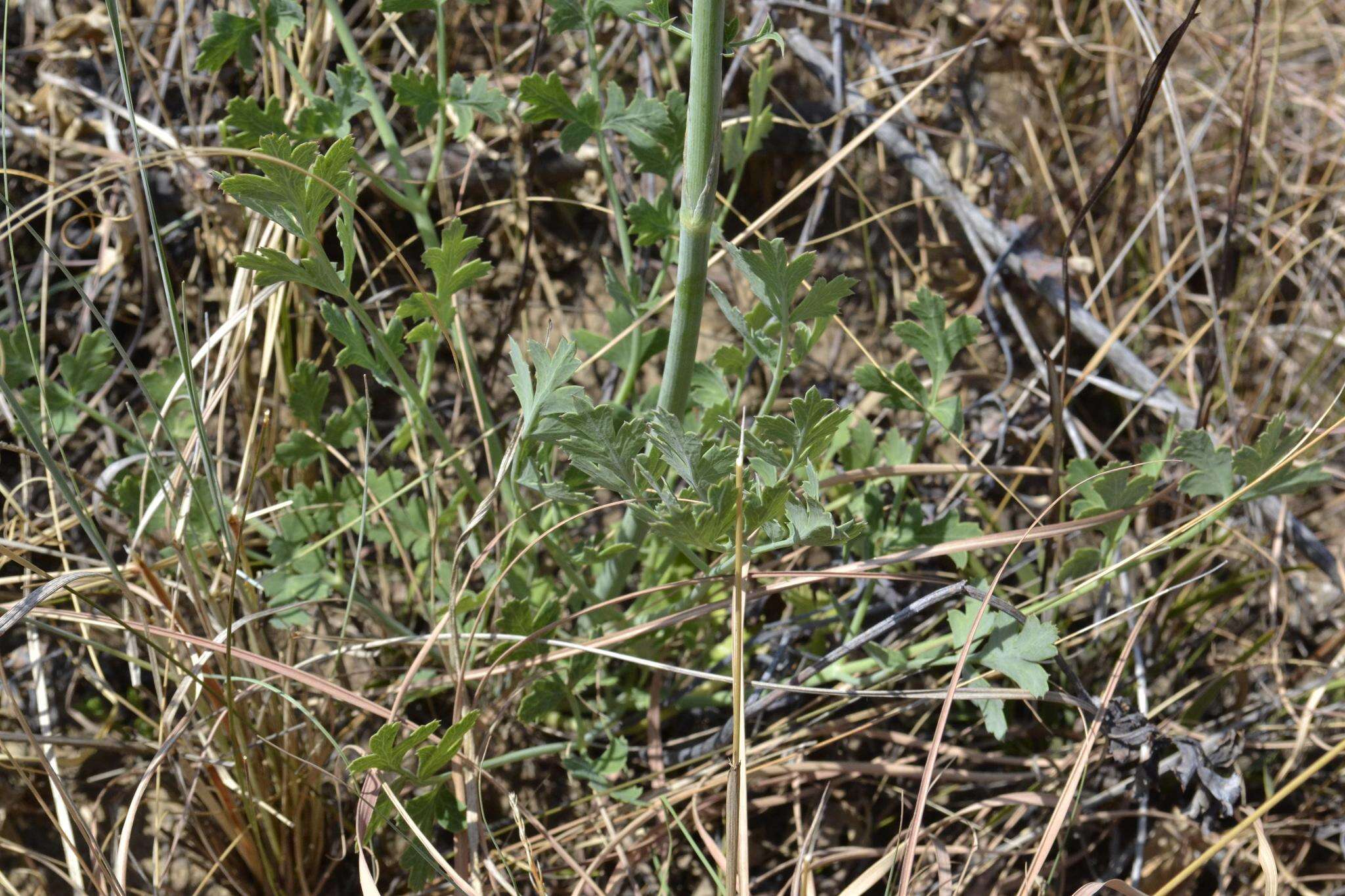 Image of Afrosciadium caffrum (Meisn.) Winter