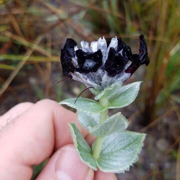 Imagem de Stachytarpheta glazioviana S. Atkins