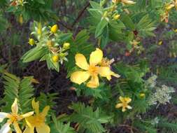 Image of Hypericum mysorense Heyne