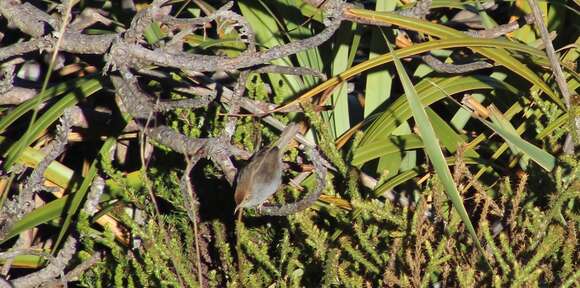 Imagem de Cisticola fulvicapilla fulvicapilla (Vieillot 1817)