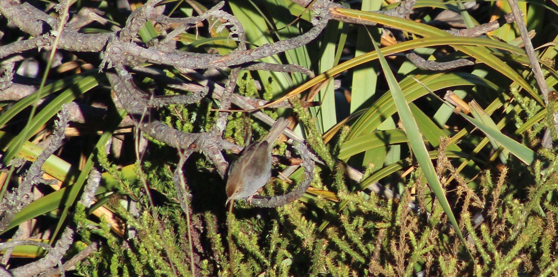 Sivun Cisticola fulvicapilla fulvicapilla (Vieillot 1817) kuva