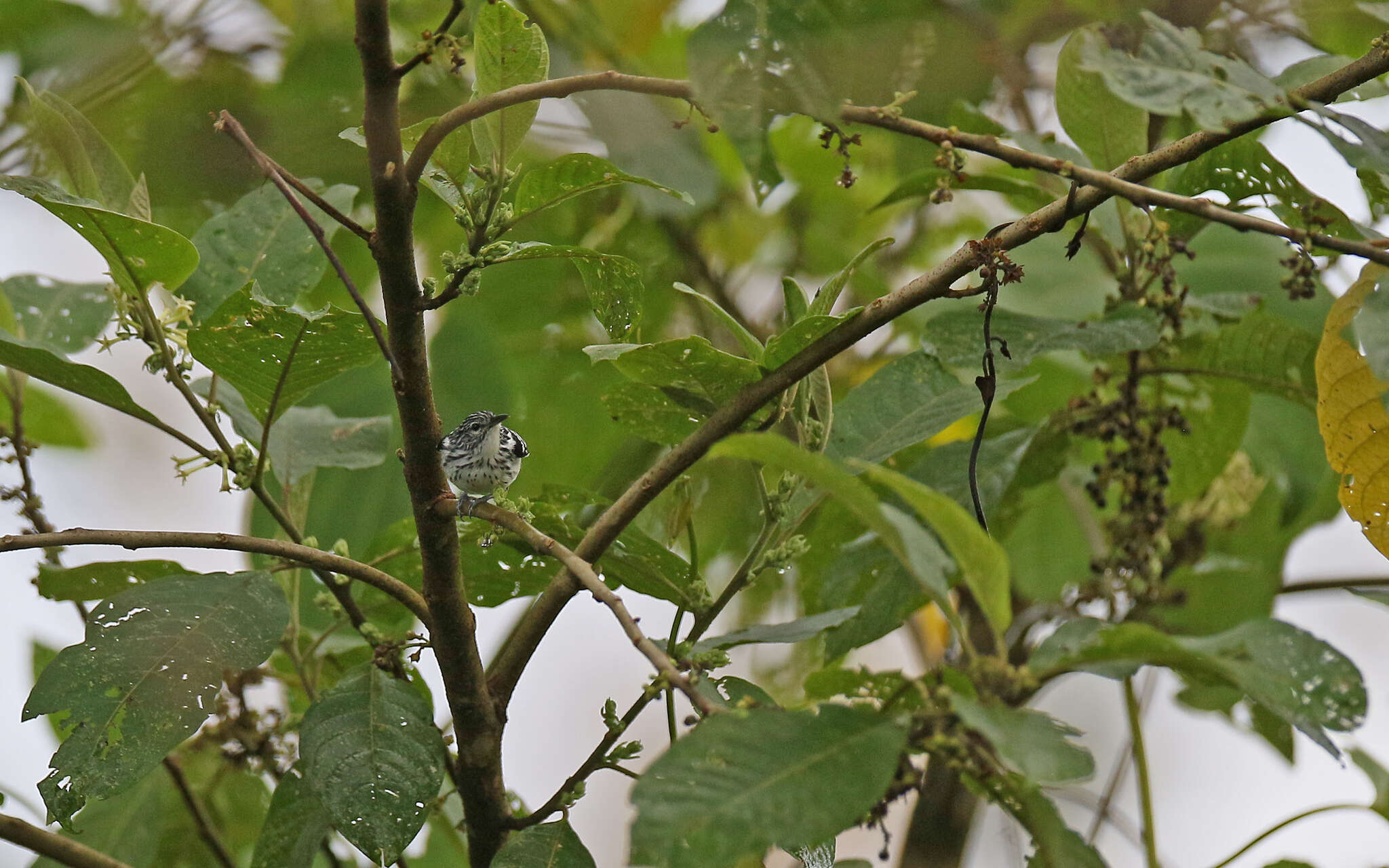 Image of Stripe-chested Antwren