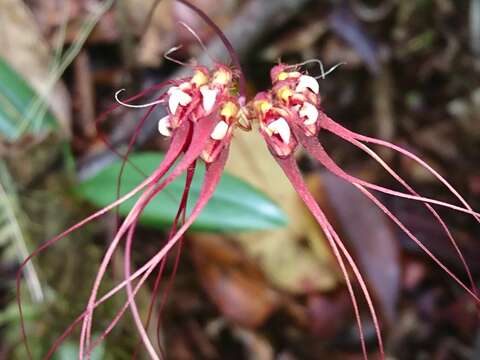 Image de Bulbophyllum gracillimum (Rolfe) Rolfe