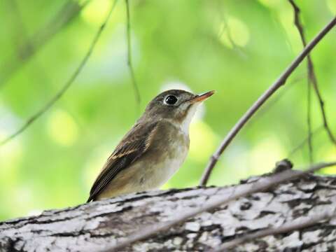 Plancia ëd Muscicapa muttui (Layard & EL 1854)