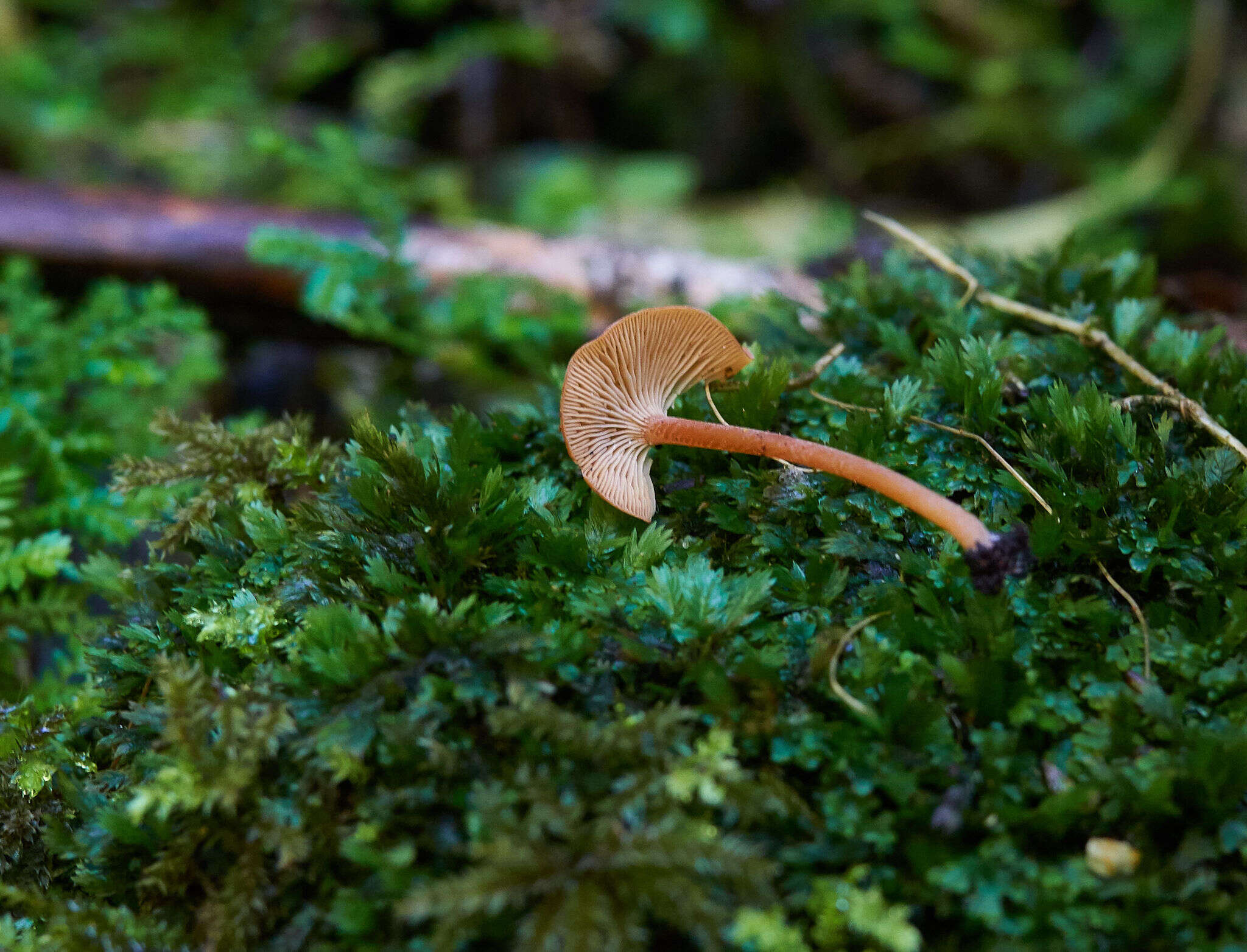 Image of Omphalina wellingtonensis G. Stev. 1964