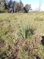 Aloe micracantha Haw. resmi