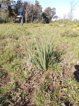 Слика од Aloe micracantha Haw.