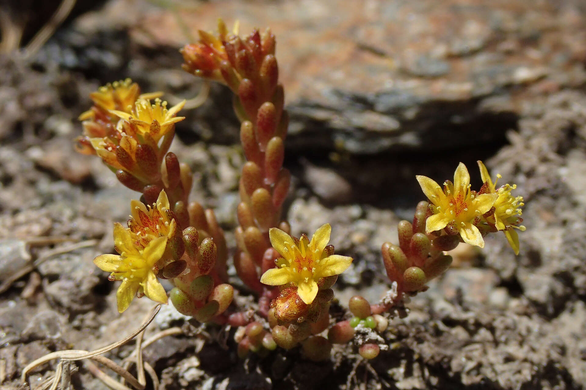 Image of Sedum alpestre Vill.