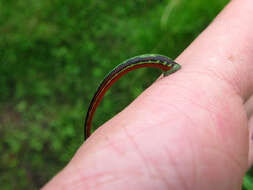 Image of Tiger Leech