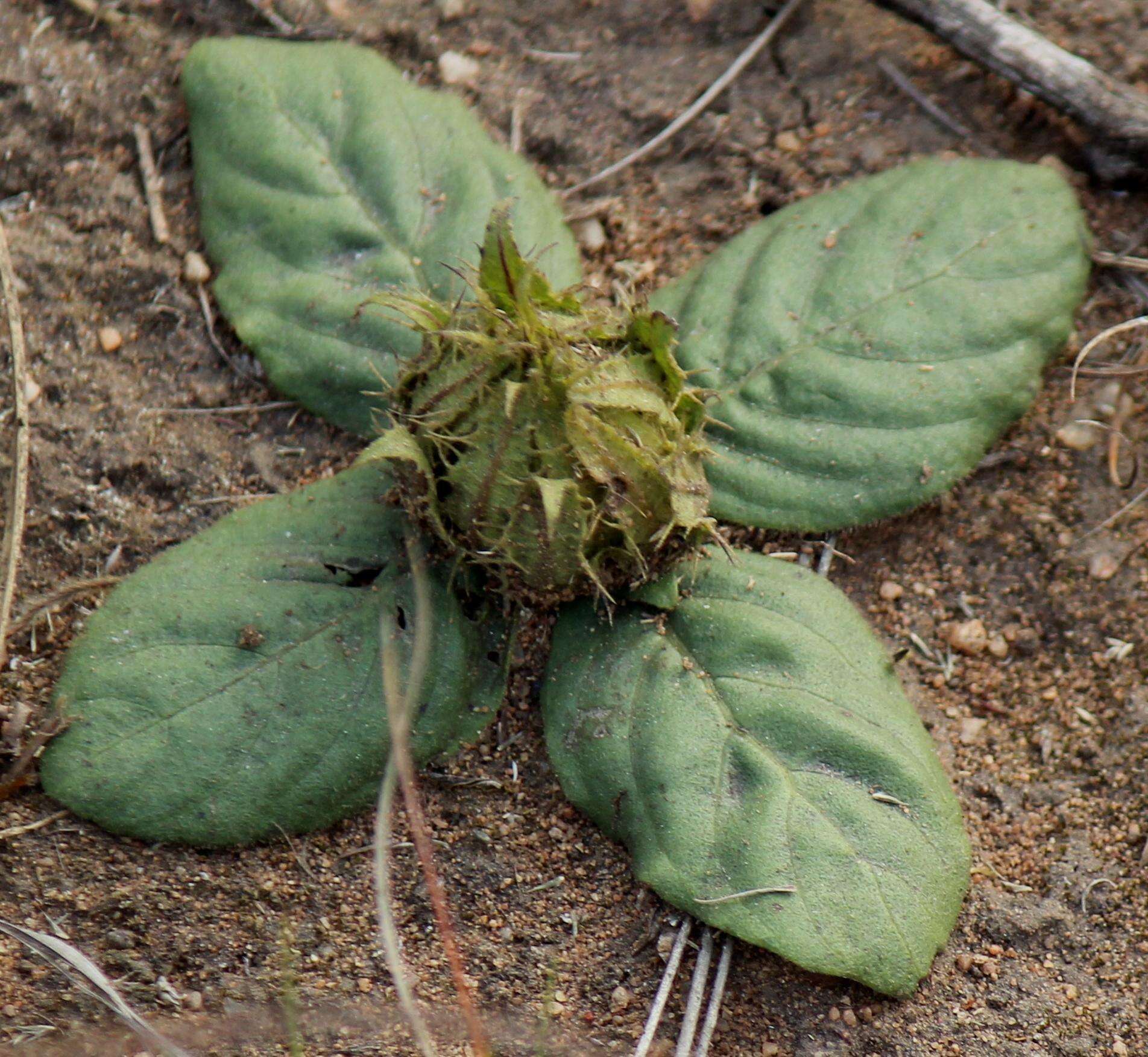 صورة Crabbea acaulis N. E. Brown