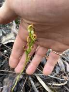 Pterostylis crebra的圖片