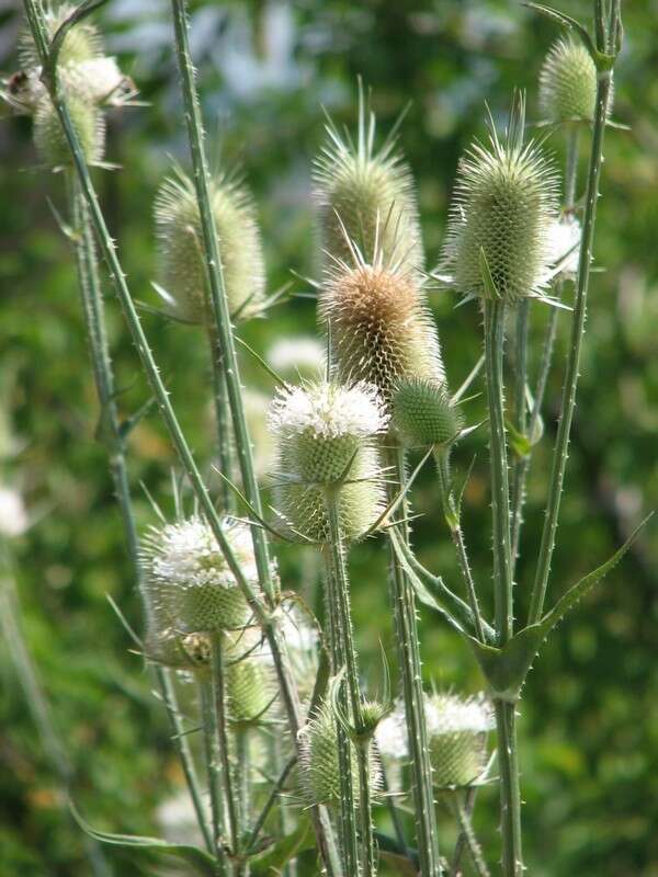 Image of cutleaf teasel