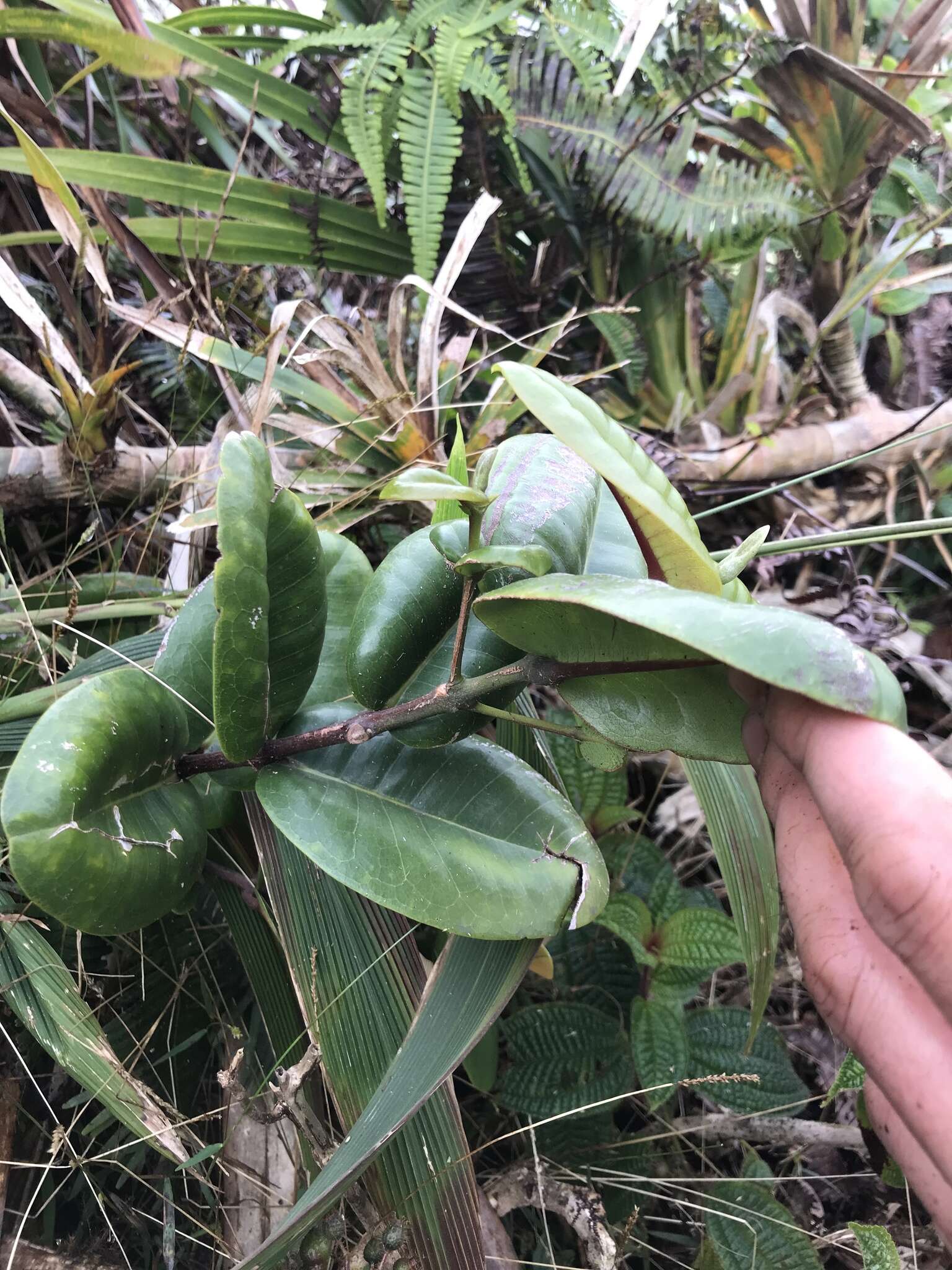 Image of Round-Leaf Melicope