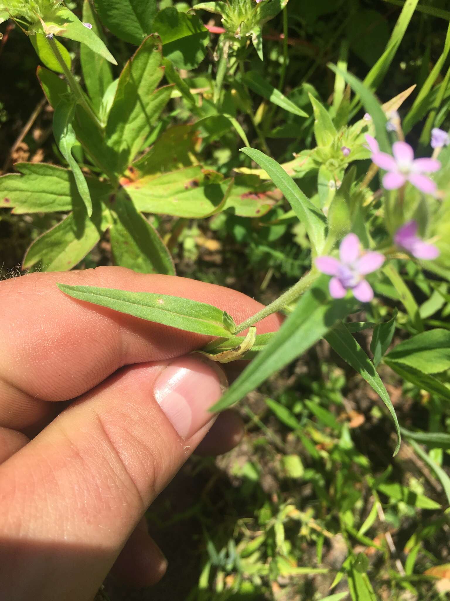 Image of tiny trumpet