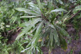 Pouteria salicifolia (Spreng.) Radlk.的圖片