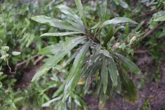 Image of Pouteria salicifolia (Spreng.) Radlk.