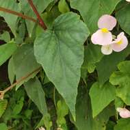 Image of Begonia ravenii C. I. Peng & Y. K. Chen