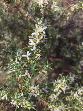 Olearia ramulosa (Labill.) Benth. resmi