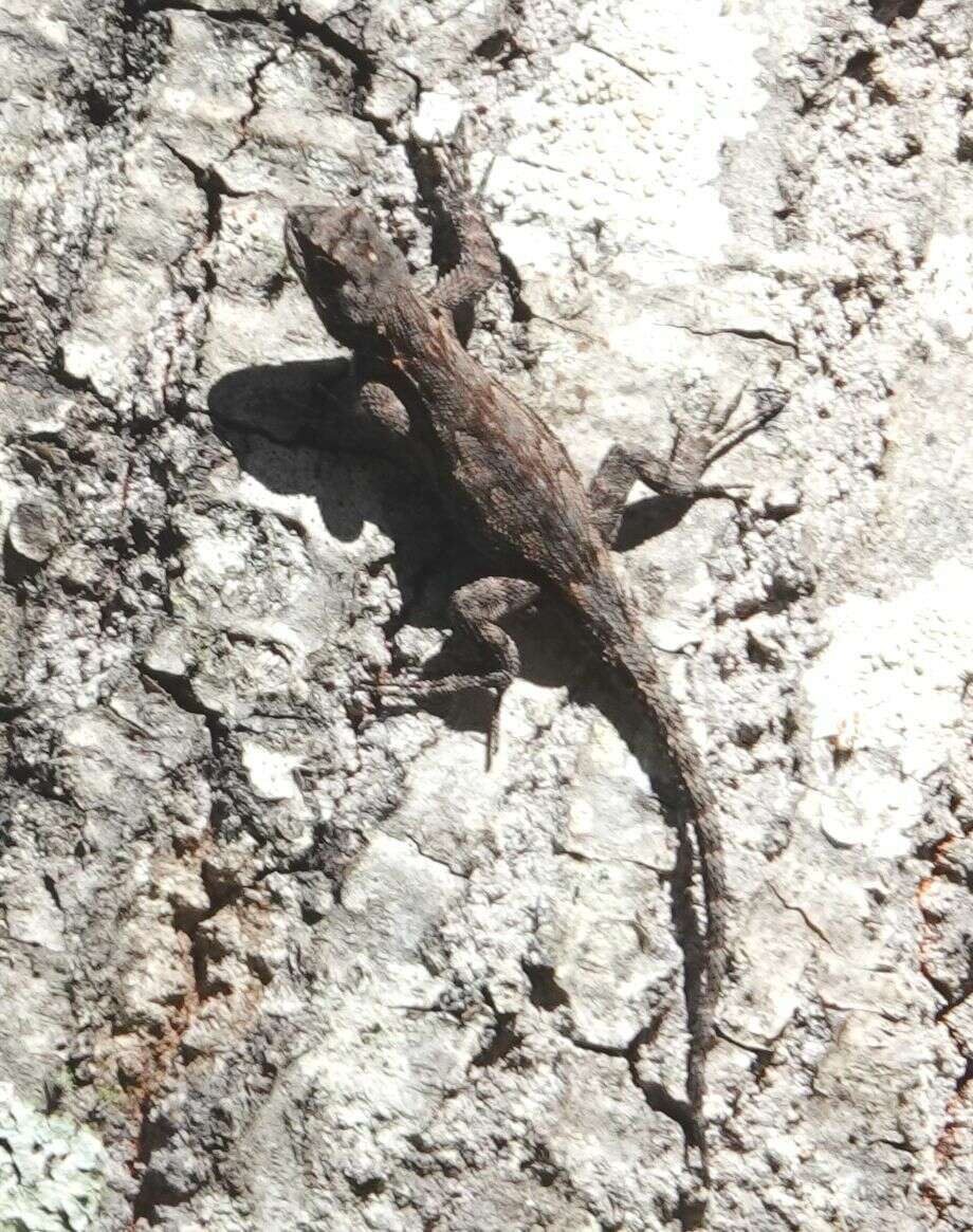 Sceloporus lemosespinali Lara-góngora 2004 resmi