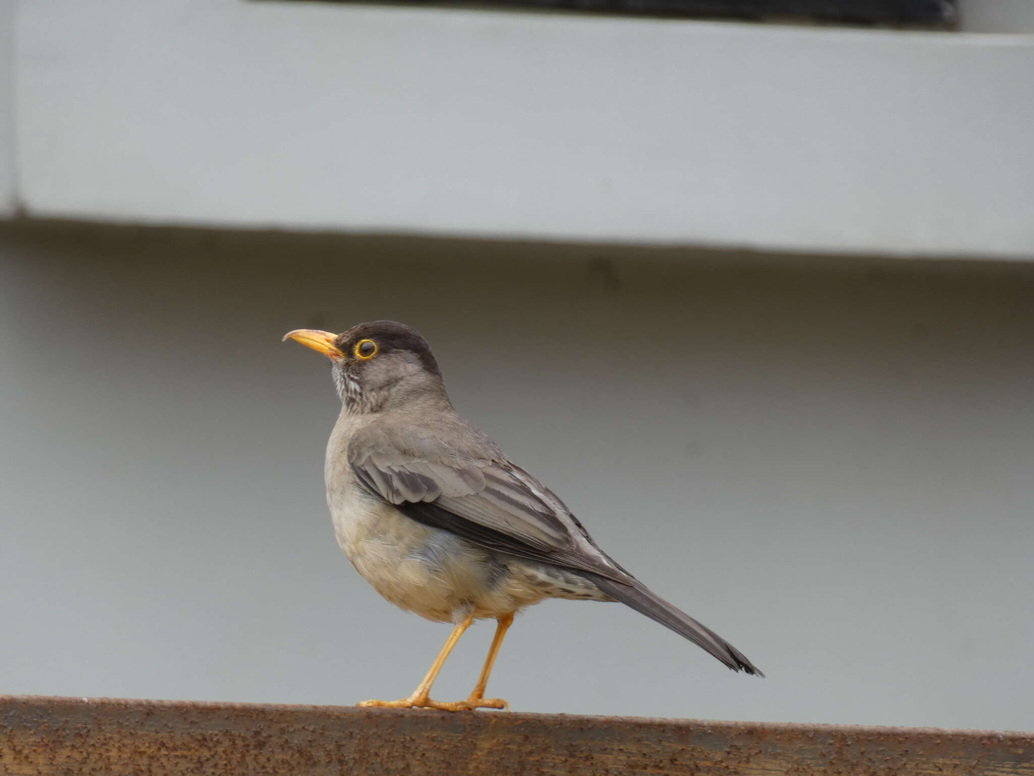 Imagem de Turdus falcklandii magellanicus King & PP 1831