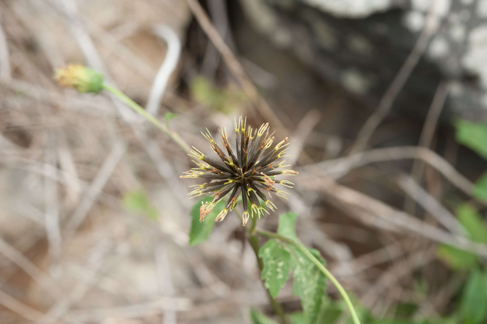 Image de <i>Bidens <i>pilosa</i></i> var. pilosa