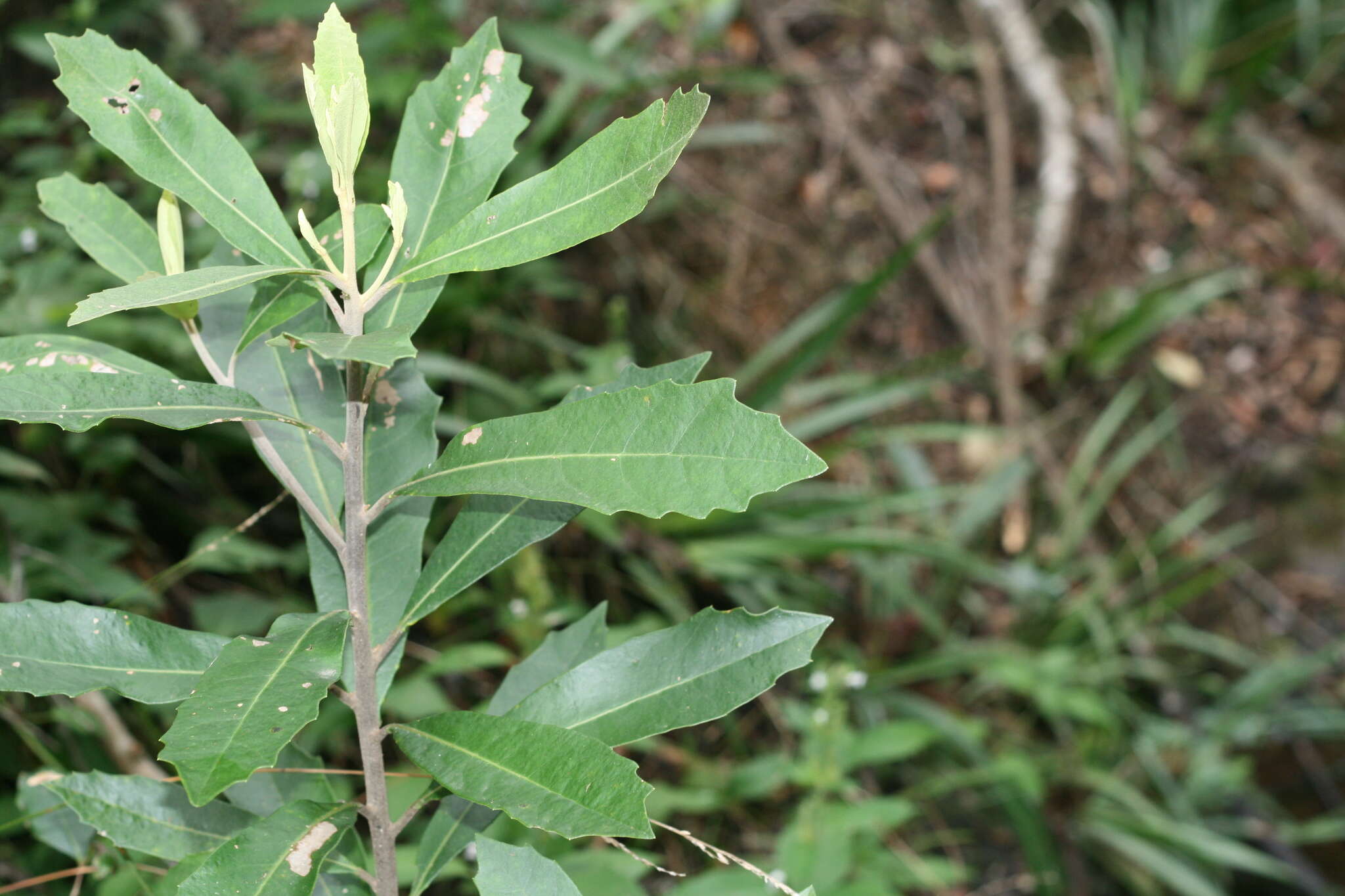 Image of Brachylaena glabra (L. fil.) Druce