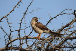 Image de Accipiter badius polyzonoides Smith & A 1838