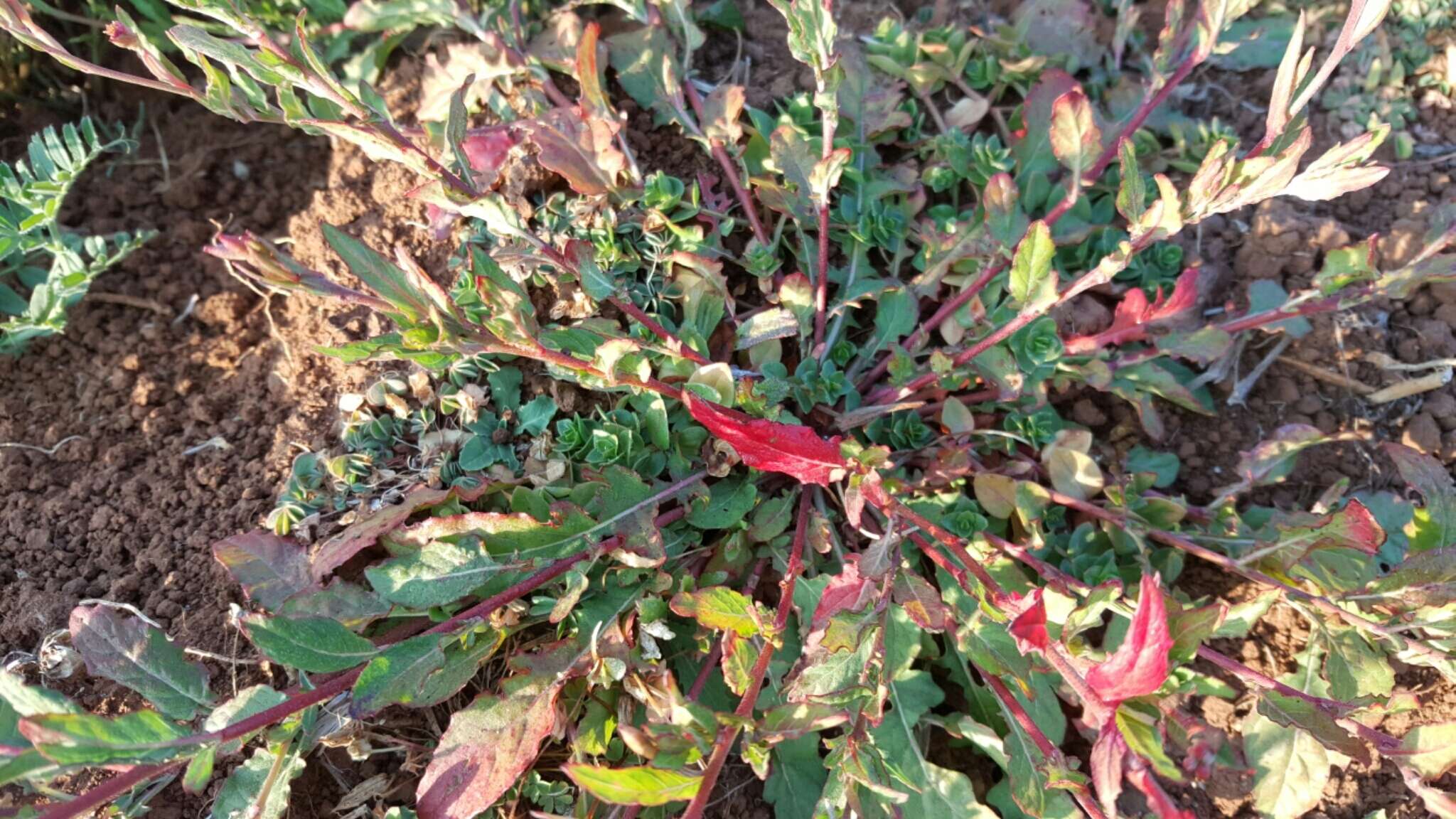 Image of rose evening primrose