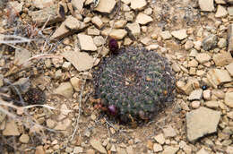 Image of Rebutia mentosa (F. Ritter) Donald