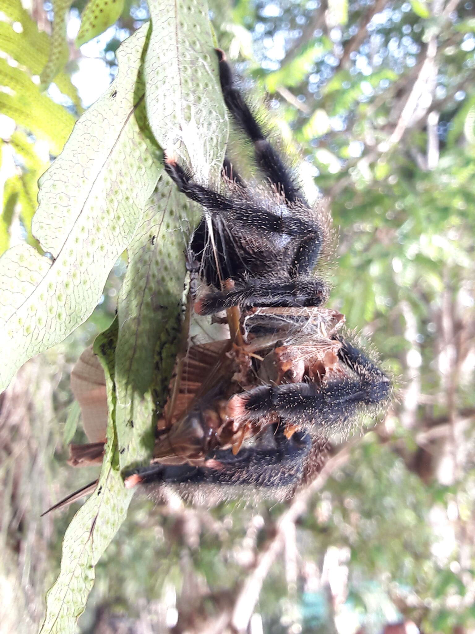 Image de Avicularia avicularia (Linnaeus 1758)