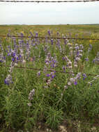 Image of mealycup sage