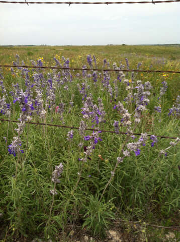 Image of mealycup sage