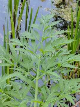 Image of European Waterhemlock