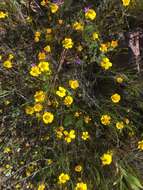 صورة Coreopsis douglasii (DC.) Hall