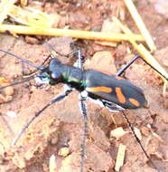 Image of Cicindela (Ancylia) andrewesi W. Horn 1894