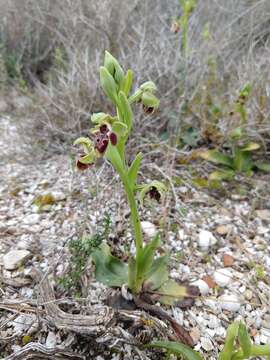 Image of Ophrys umbilicata subsp. flavomarginata (Renz) Faurh.