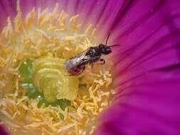 Image of Lasioglossum erythrurum (Cockerell 1914)