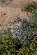 Image of Coryphantha clavata subsp. stipitata (Scheidw.) Dicht & A. Lüthy