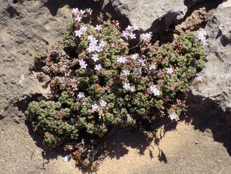 Image of Limonium minutum (L.) Chaz.