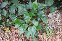 Imagem de Alocasia cucullata (Lour.) G. Don