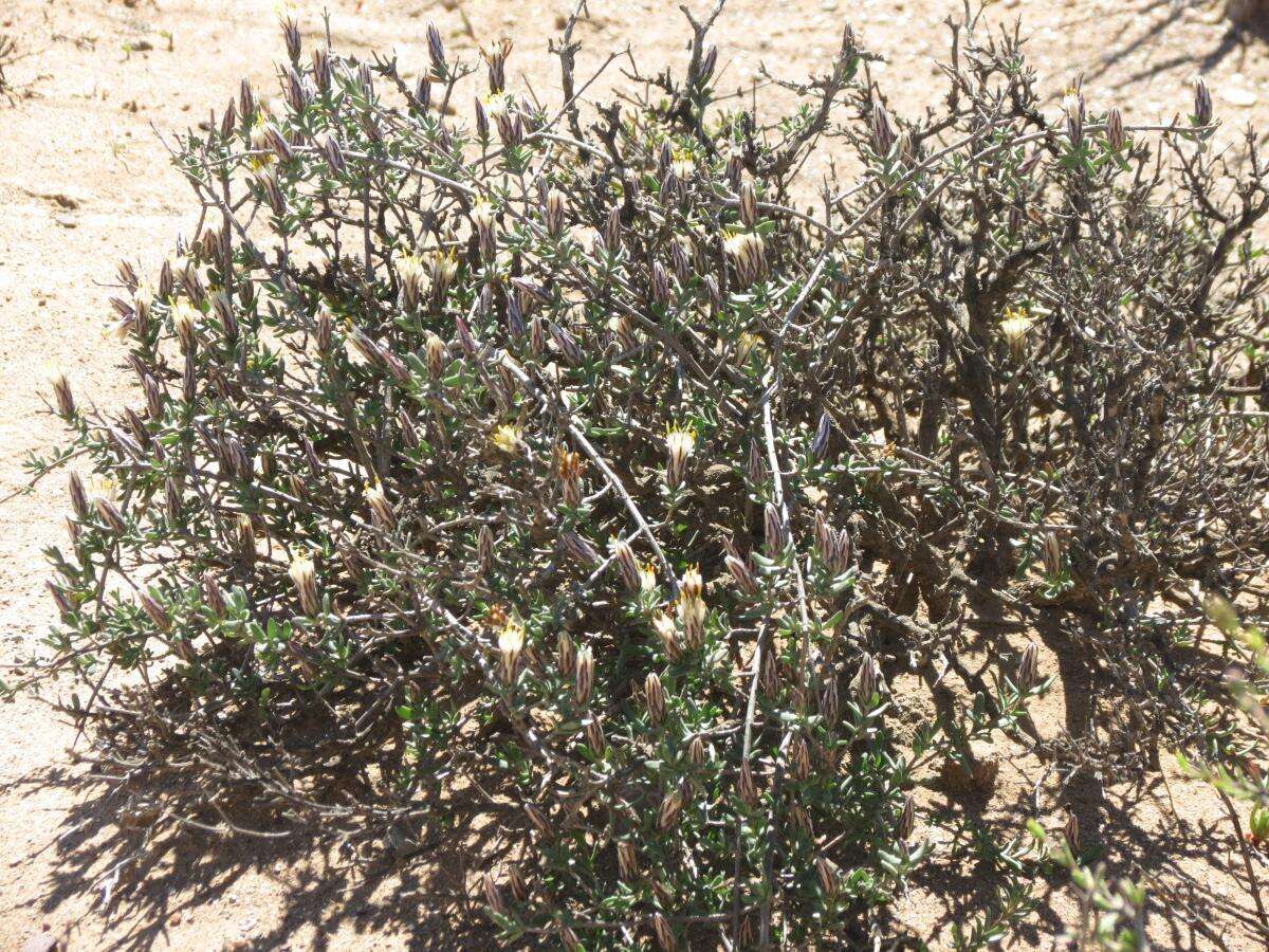 Image of Pteronia oblanceolata Phillips