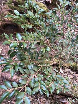 Image of Camellia lutchuensis Ito ex Ito & Matsum.